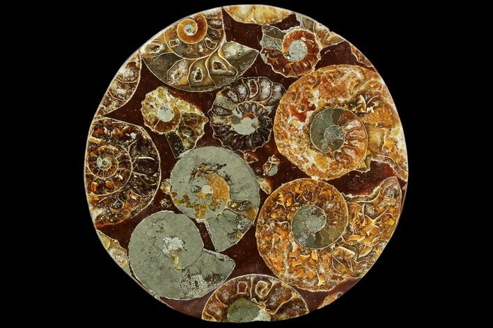 Composite Plate Of Agatized Ammonite Fossils #107328